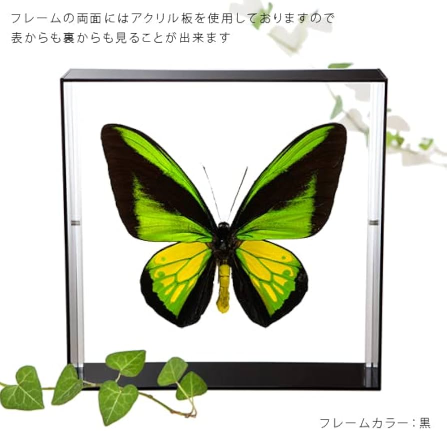 Amazon.co.jp: 蝶の標本 ゴライアストリバネアゲハ O.goliaths