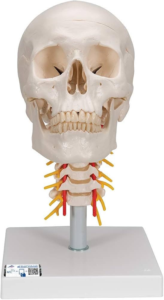 Amazon.co.jp: 頭蓋骨模型，可動型の頚椎付き - 頭蓋，頚椎付，4分解