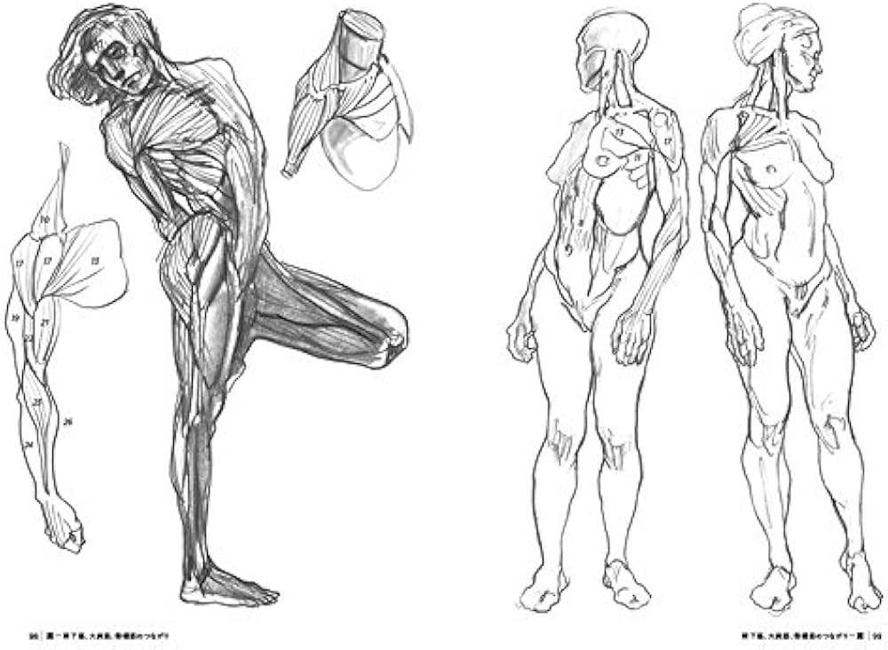 モルフォ人体デッサン 形態学による人体を描くための新テクニック