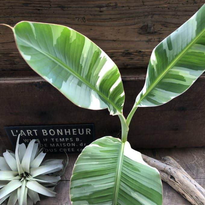 Amazon｜斑入りバナナ ムサ アエアエ(Musa Aeae) 斑入りバナナ｜観葉