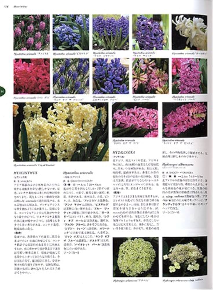 フローラ - Gardening (全2巻) FLORA | トニー ロード, 智子, 井口 |本