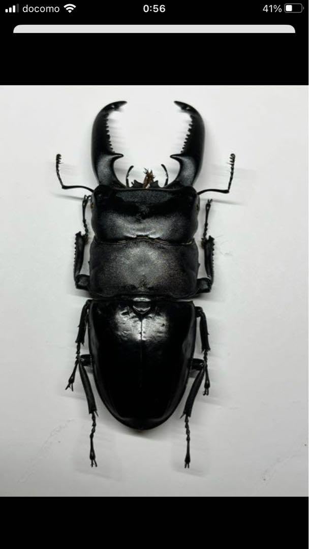 Amazon.co.jp: パラワンオオヒラタクワガタ標本 特大 : おもちゃ