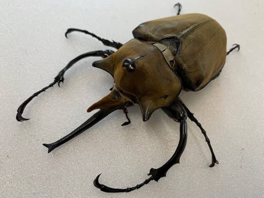 Amazon | (オスメスペア)ケース・ゼリー付き【DDA】エレファス