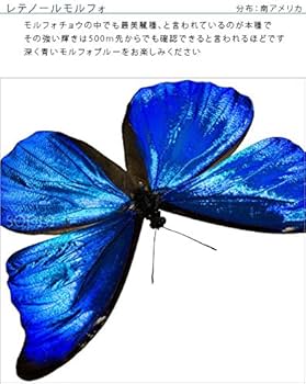 51LC4NXU2PL._AC_UF350,