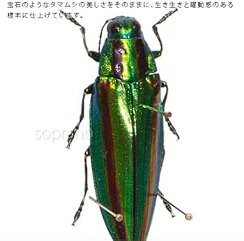 Amazon.co.jp: 虫の標本 タマムシ ライトフレーム メタリック調