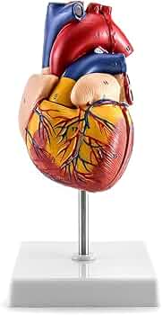 ⭐️新品 KIYOMARU 心臓模型 1.5倍大 10パーツ分解 医療 教育用途