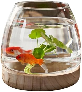 Amazon | zjdgweh 金魚鉢 ガラス 丸 金魚 水槽 小さい メダカ水槽 飼育