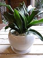 Amazon.co.jp: 万年青