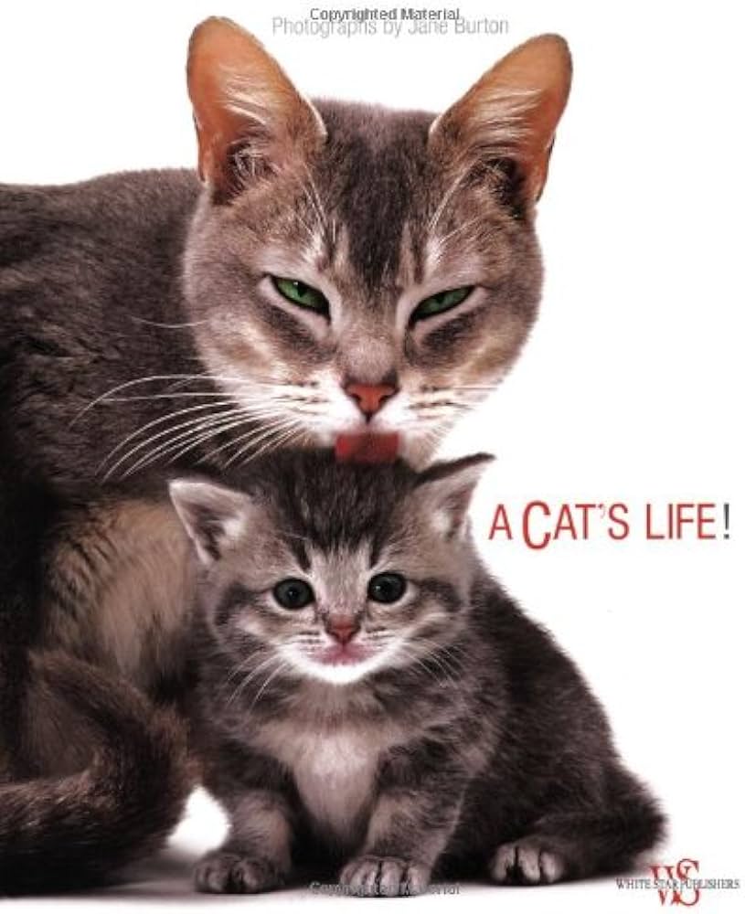 Amazon.com: A Cat's Life: 9788854403925: Warren Photographic