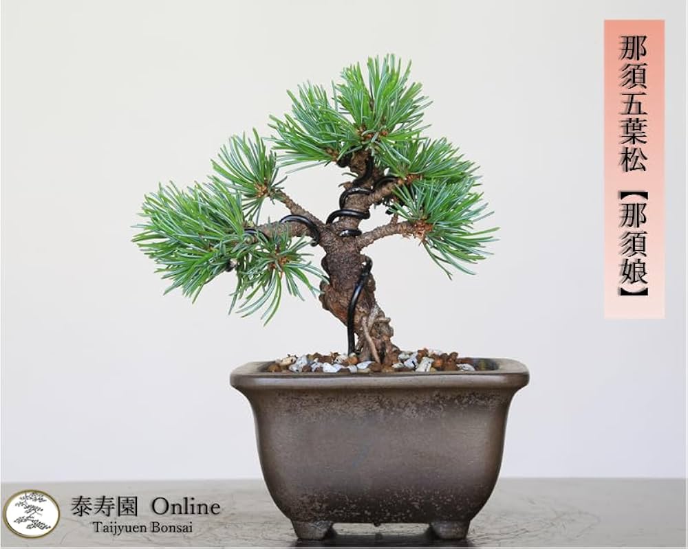 Amazon.co.jp: 那須五葉松 八房品種『那須娘』ミニ盆栽【泰寿園 Online
