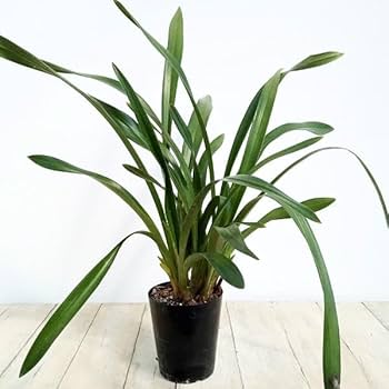 51kq8inu2bL._AC_UF350,