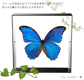 Amazon.co.jp: 蝶の標本 ディディウスモルフォ Morpho didius モルフォ