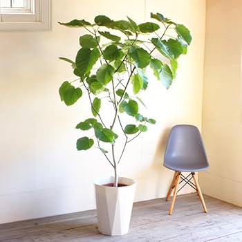 Amazon｜フィカス ウンベラータ ゴムの木 10号 大鉢 観葉植物 本物