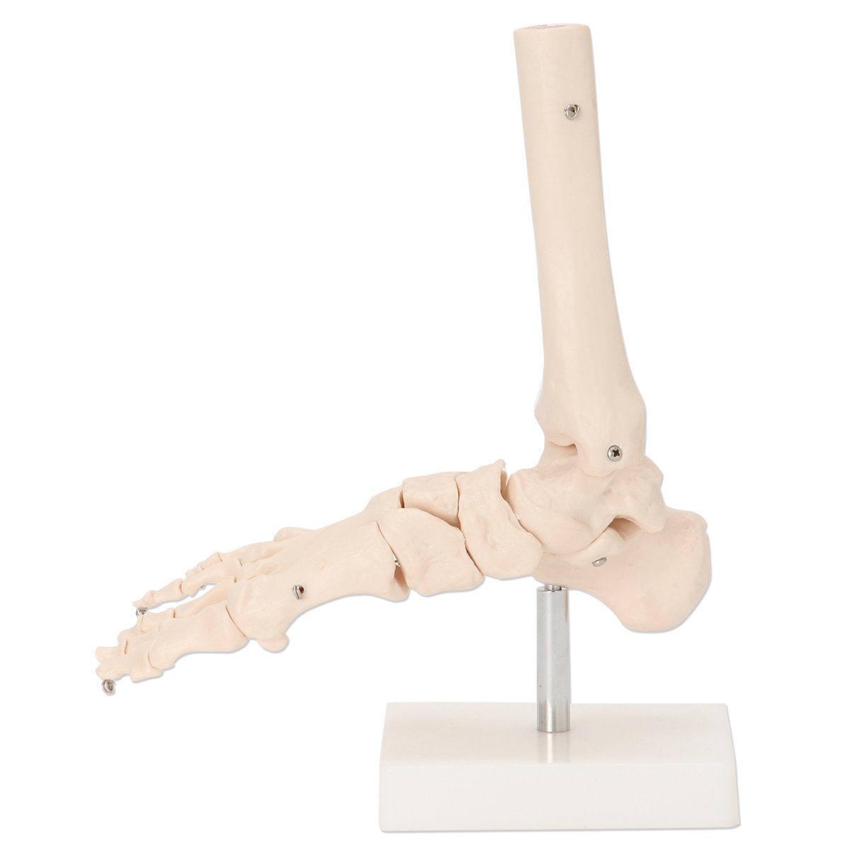 Amazon.co.jp: 7ウェルネ 足関節模型 実物大 [ 人体模型 骨格模型 骨格