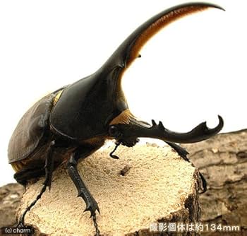 Amazon | （昆虫）ヘラクレス・リッキー エクアドル産 幼虫（2～3令