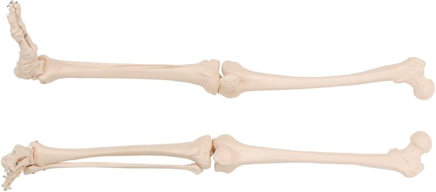 Amazon | 下肢骨模型 (左右セット) [ 人体模型 骨格模型 骨格標本 骨