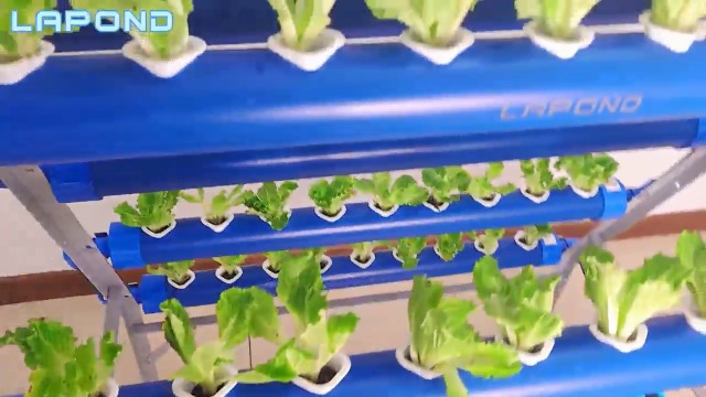 Amazon.co.jp: LAPOND 水耕栽培システム A型 青い食品級PVC-U管水耕