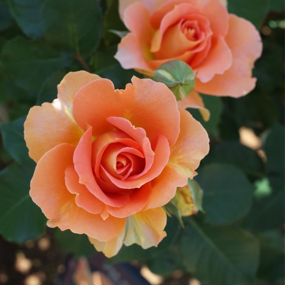 Amazon.co.jp: 【 Bグレード苗 】 ＼当店オリジナル仕様／ バラ苗