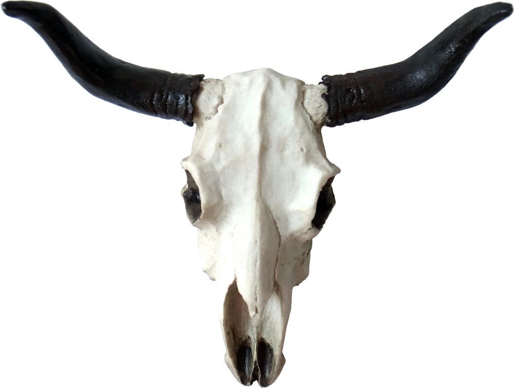 バッファロースカル #牛頭骨 #オブジェ 牛骨 2個セット バッファロー