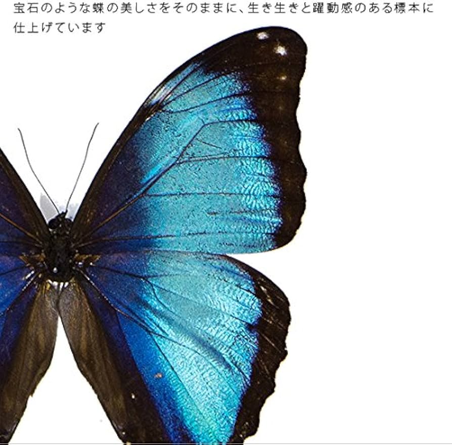 Amazon.co.jp: 蝶の標本 デイダミアモルフォ Morpho deidamia モルフォ
