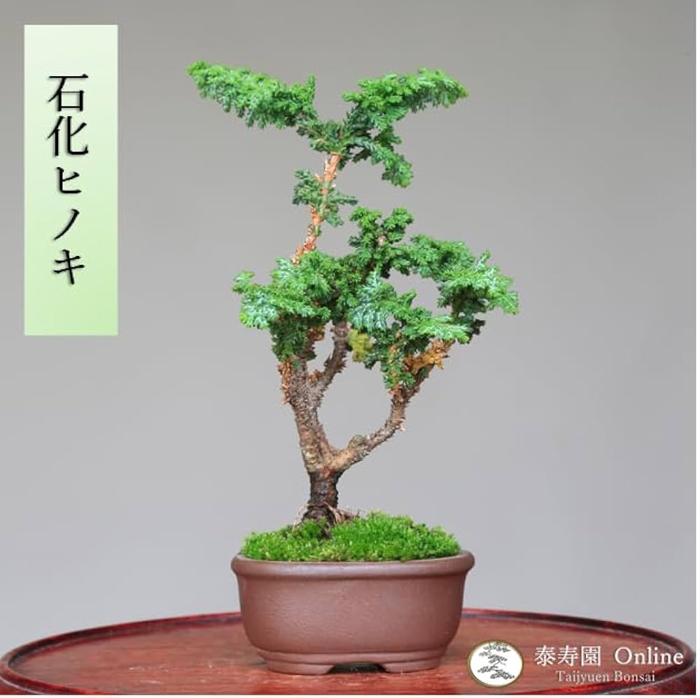 Amazon.co.jp: 石化檜 ミニ盆栽【泰寿園 Online】 : DIY・工具・ガーデン