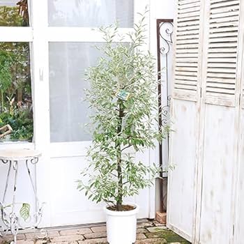 Amazon｜現品2鉢 樹木 ロシアンオリーブ ヤナギグミ 8号 高さ155cm