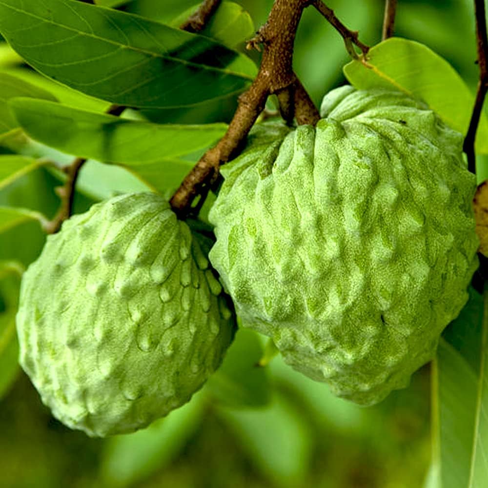 Amazon.co.jp: ITANSE アテモヤ 接木苗 4.5号ポット 品種で