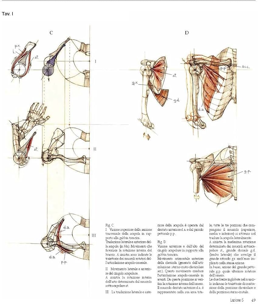 Amazon.com: Struttura uomo in movimento. Manuale di anatomia
