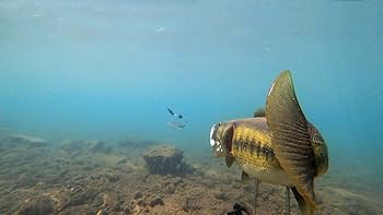 川村光大郎 陸魂マニアックス Vol.7 (DVD) | 川村光大郎 |本 | 通販