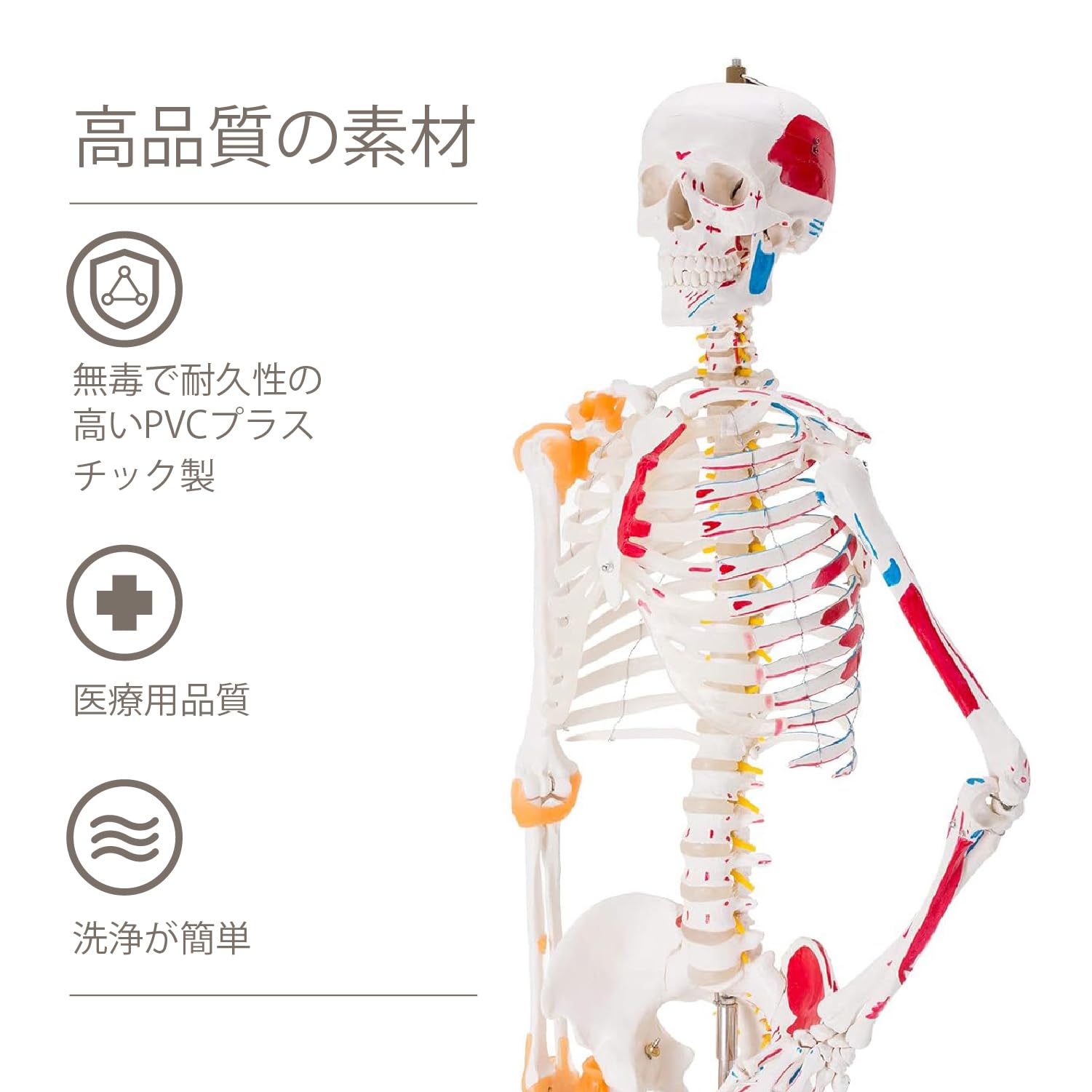 Amazon.co.jp: Kurflo 人体骨格模型 教育用 【176cm】 等身大 人体模型