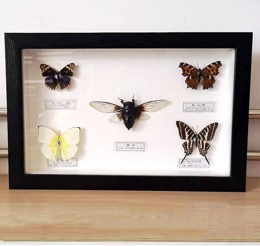 Amazon.co.jp: 絶妙な額入りの蝶、昆虫標本蝶標本ディスプレイ