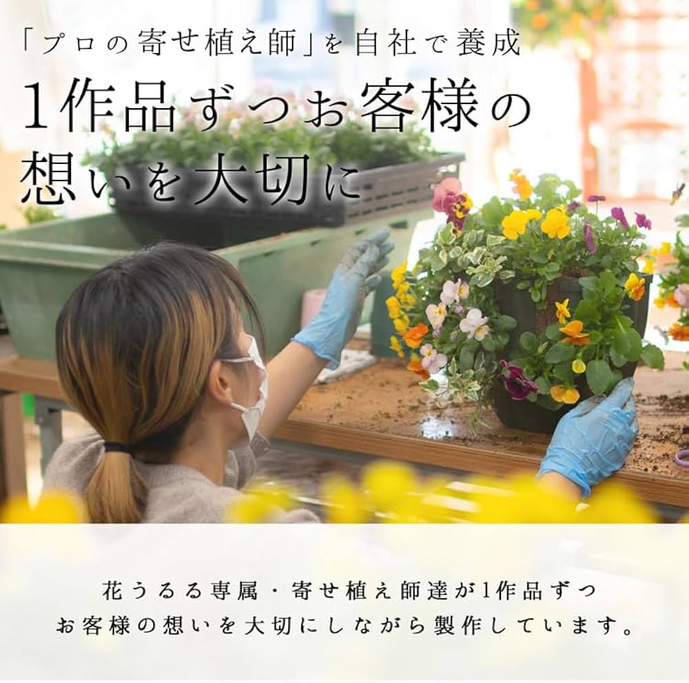 Amazon.co.jp: ビオラの寄せ植え[ローズリバー(プランターver] 鉢