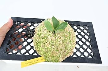 Amazon.co.jp: P.willinckii 'Dwarf Tatsuta' @bikamori.com