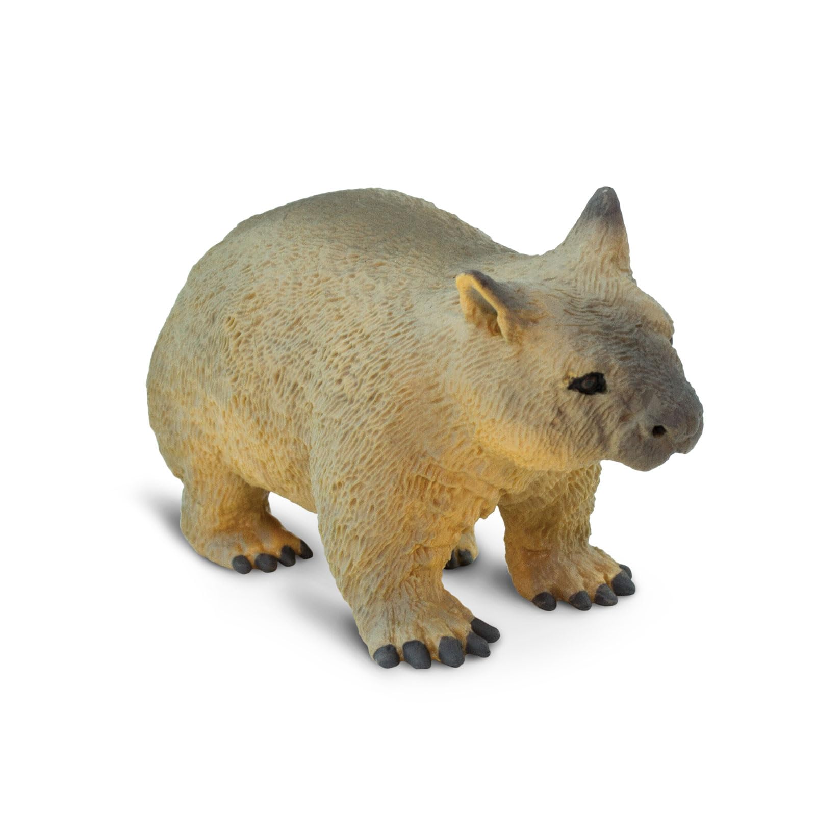 Amazon.com: Safari Ltd. Wombat Figurine - Lifelike 2.5