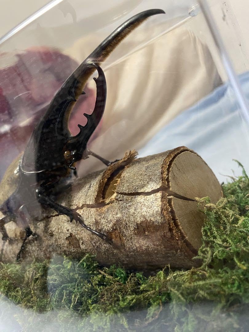 Amazon.co.jp: カブトムシ 標本 透明ケース入り ヘラクレスオオカブト