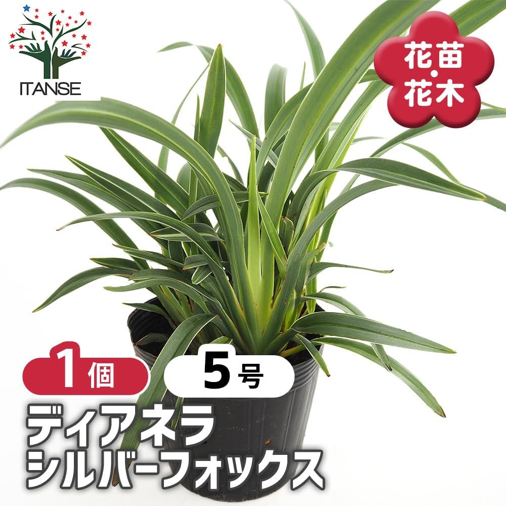 テ*ン様 山野草・ホザキラン(希少種！ホザキラン) も*ん様 山野草