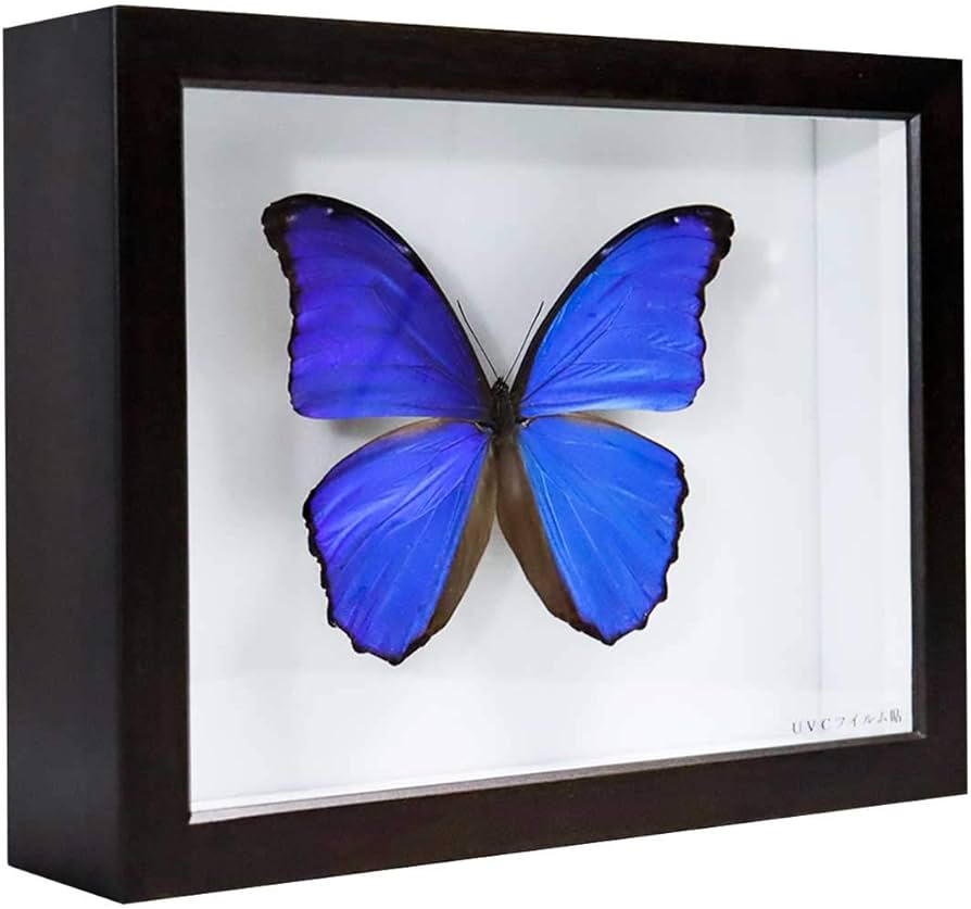 中型ドイツ箱 2個 展翅テープ・殺虫瓶・三角紙 追加あり(6/16) ドイツ