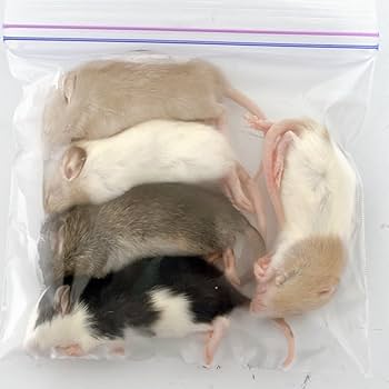 Amazon | 国産冷凍ラット (ファジー M 30 g 5匹) | 冷凍ラットくん