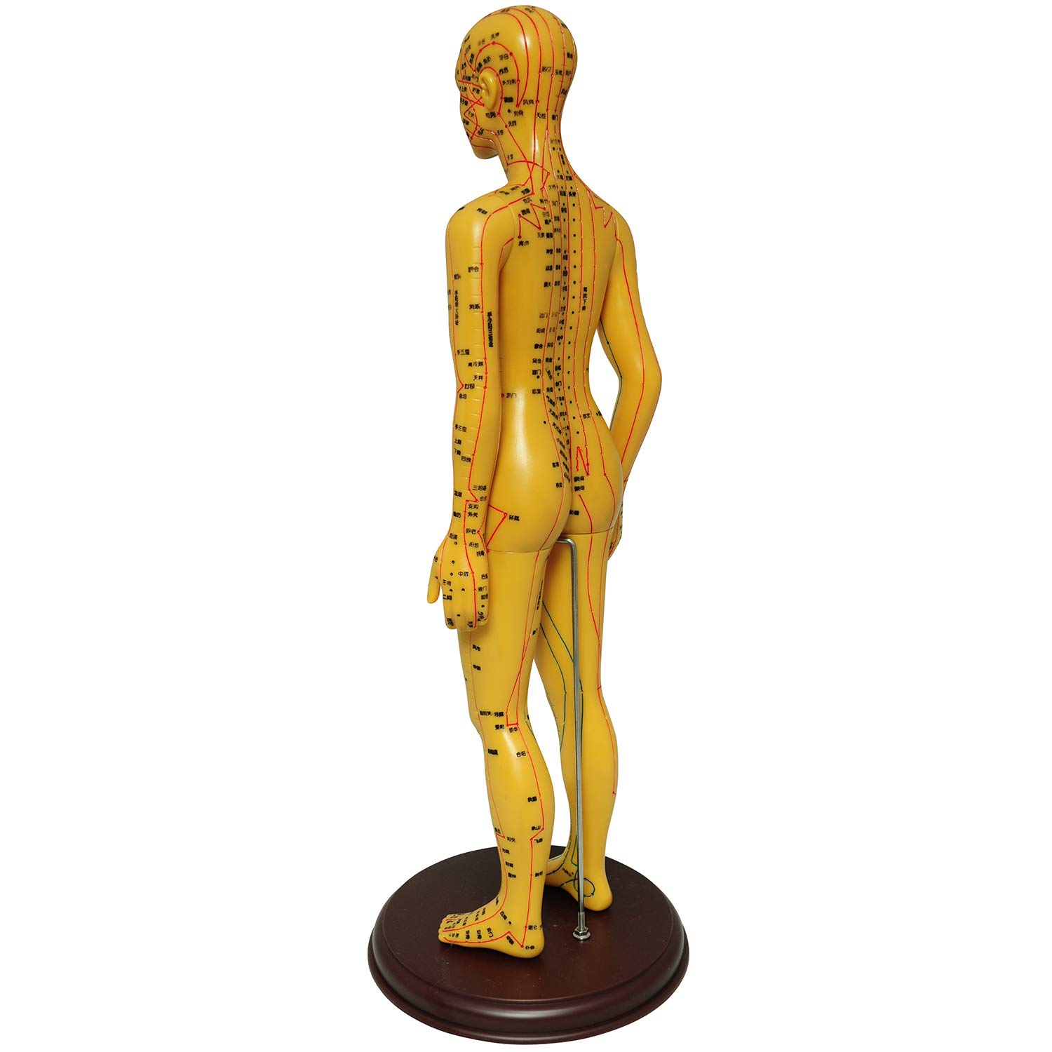 Amazon.co.jp: モノライフ 人体模型 ツボ 針灸 鍼灸経穴模型 経絡