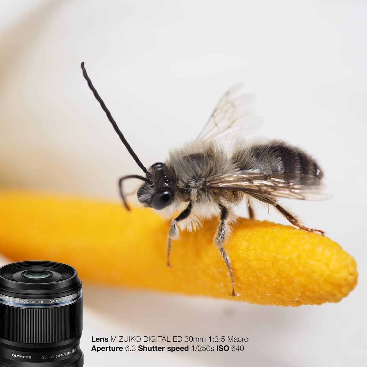 Amazon.com : Olympus M. Zuiko Digital ED 30mm F3.5 Macro Lens