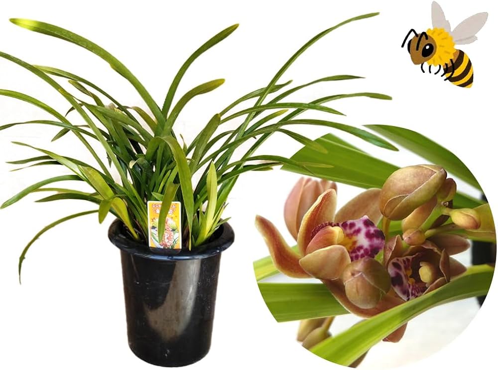 Amazon.co.jp: キンリョウヘン（ 金稜辺 ）5号ロング鉢 今春の花芽まだ