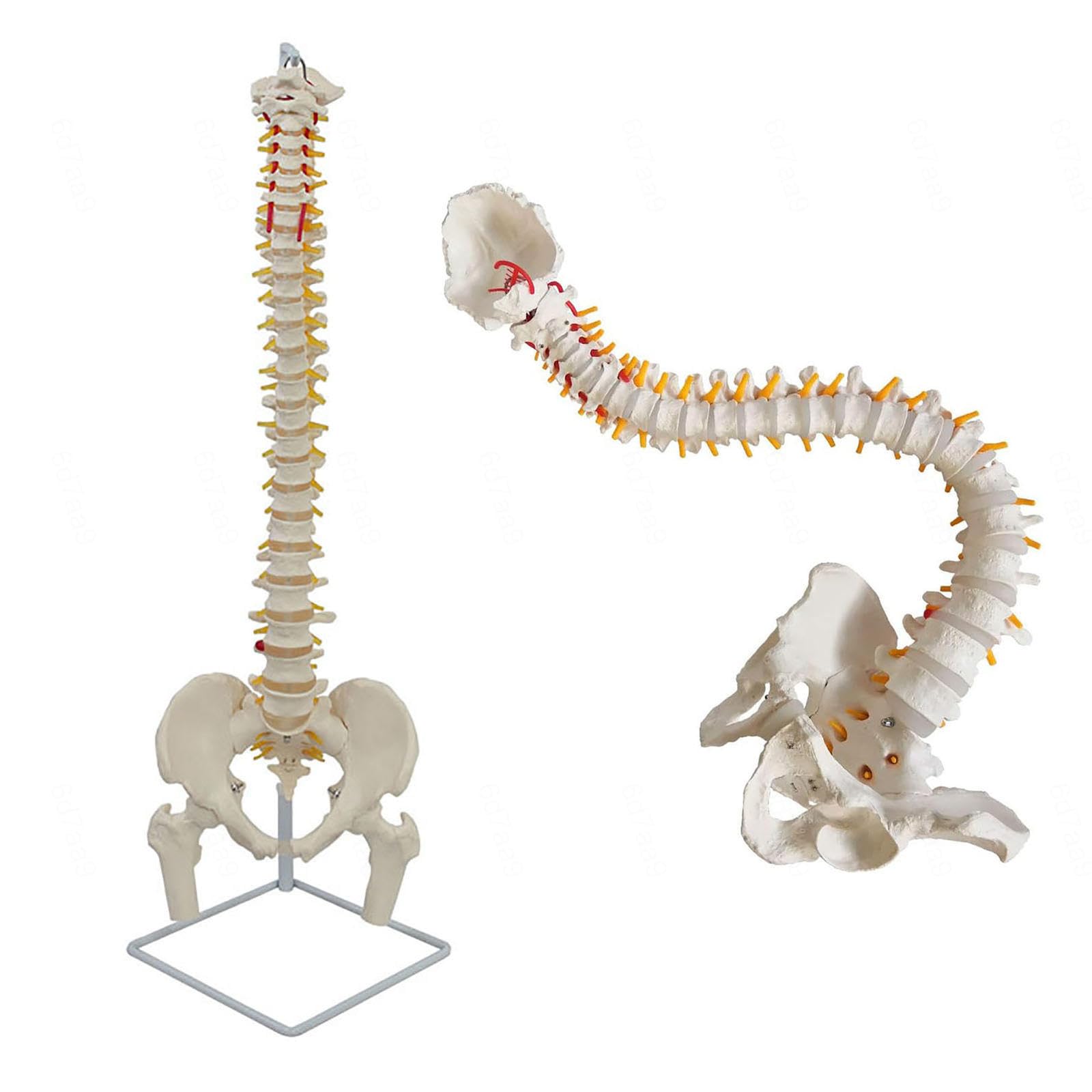 Amazon.co.jp: 等身大人間脊柱模型、34 脊椎骨、神経、動脈、腰椎