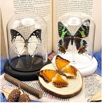 Amazon | LIVIA 本物の蝶標本、壁掛け装飾、デスクトップ羽のある昆虫