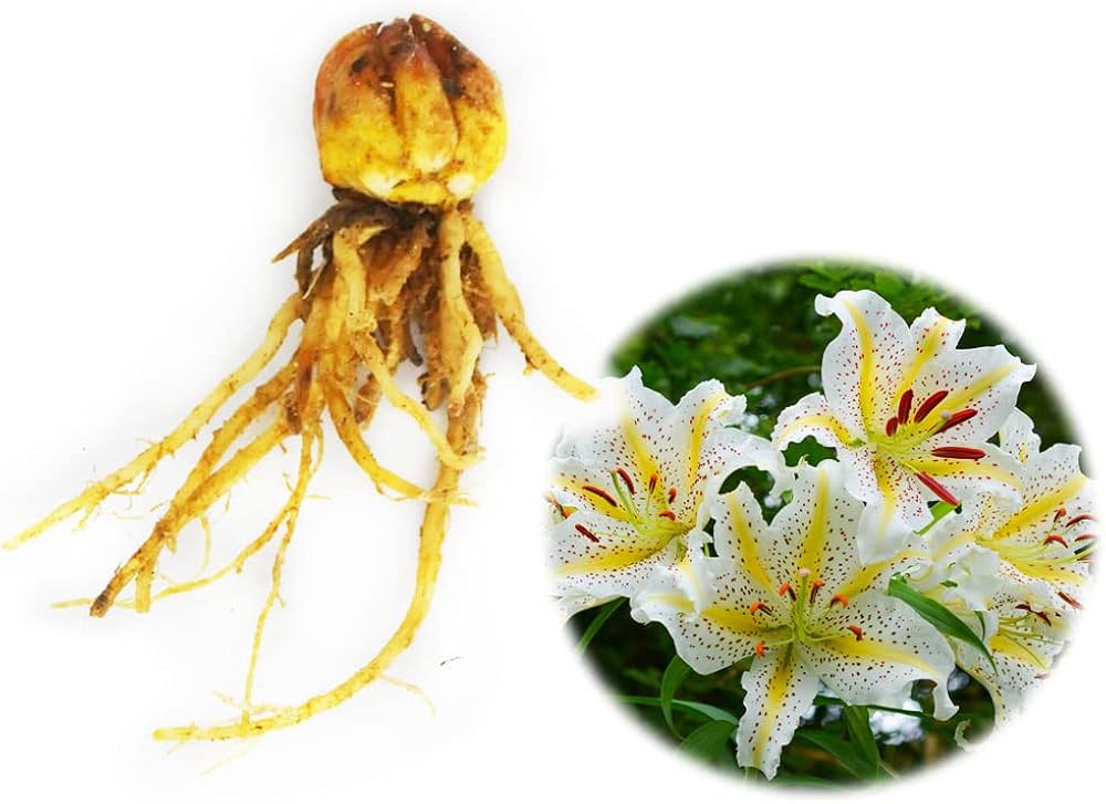 Amazon.co.jp: 【 2026年開花球 】ヤマユリ 球根 3ポット 10.5cm