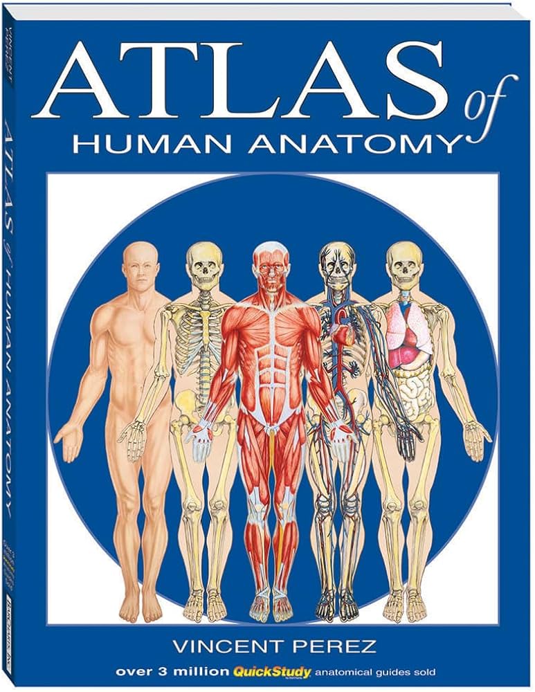 Atlas Of Human Anatomy (Quickstudy Books): Perez, Vincent