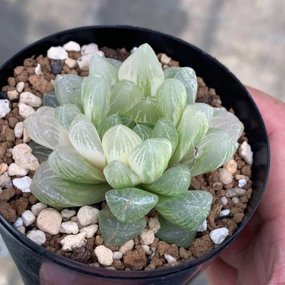 Amazon｜多肉植物 ハオルチア オブツーサ錦 雪花｜観葉植物 オンライン通販