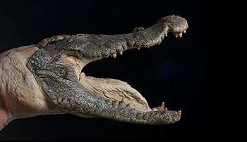 Amazon | BACALYSO | EVO 1/8 サイズ ワニ 鰐 フィギュア 40cm級 爬虫