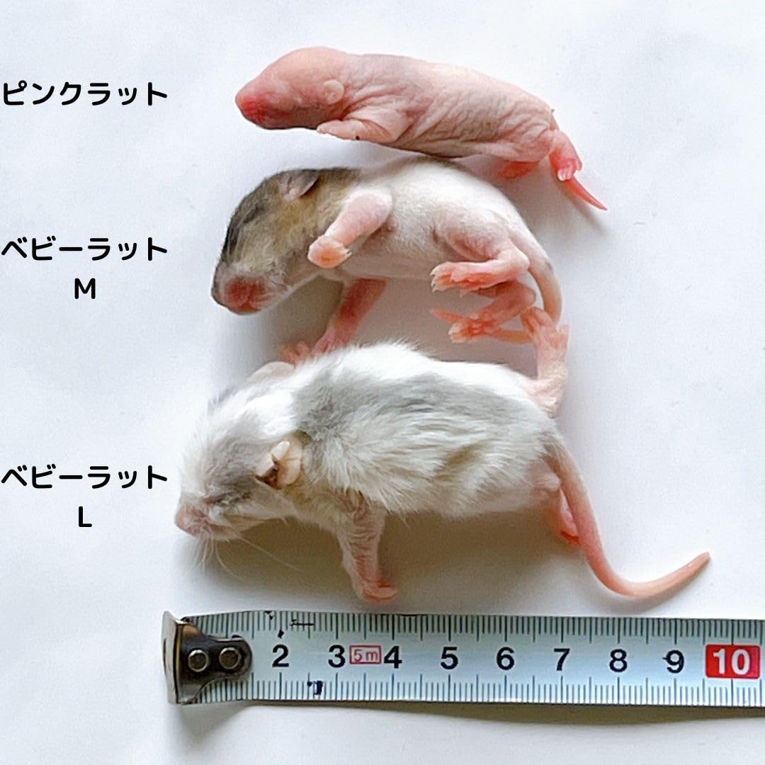 Amazon | 国産冷凍ラット (ピンクラット 4~9g 5匹入り) | 冷凍ラット