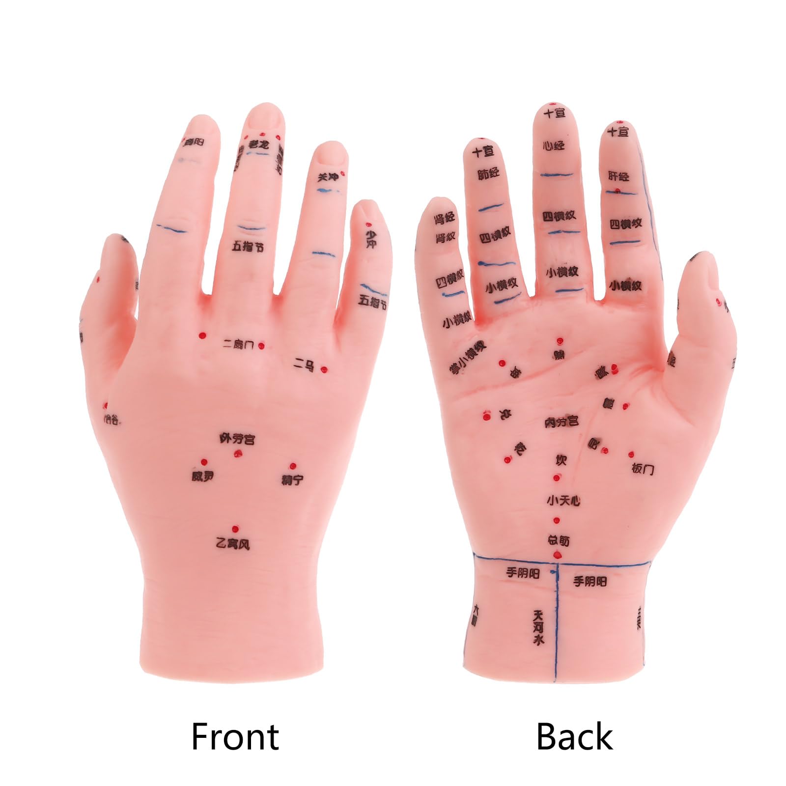 Amazon.co.jp: jebyltd 鍼灸フットモデル 手耳ツボマッサージゾーン