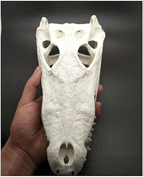 61vSrBRvB9L._AC_UF350,